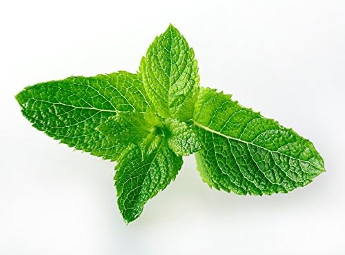 Creme Cleanser- A Mild Abrasive Cleanser with Pleasant Mint Fragrance for Tough Cleaning - 12 Quarts per Case