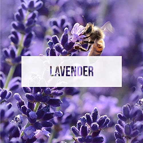Car Air Freshener | Spill-Proof Can | Organic | for Home &amp Auto | Long Lasting Freshness | (Pack of 12) Lavender
