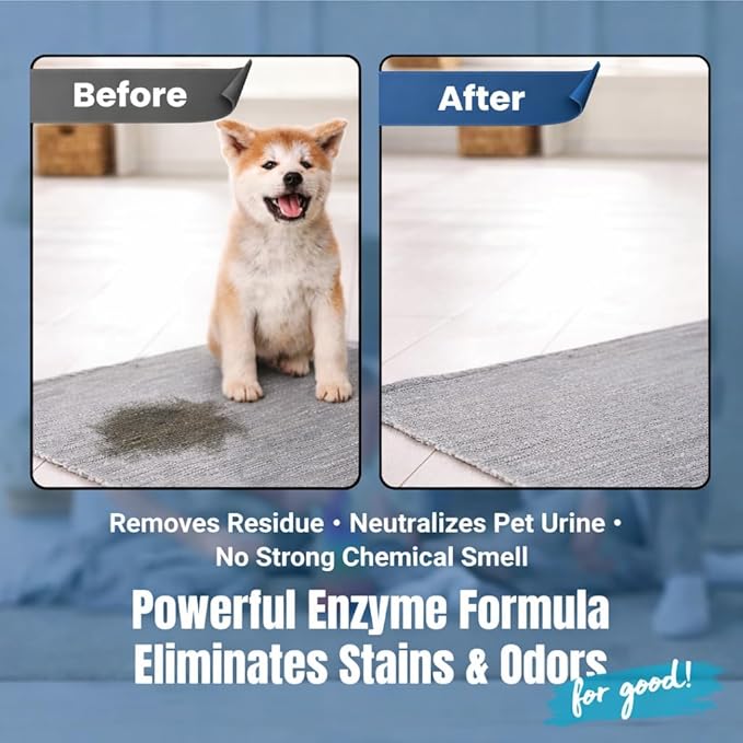 Bioclean Pet Carpet Cleaner &amp Deodorizer – Eliminates Pet Urine Smell Stain &amp Odor Remover No Residue Made in USA – 32oz