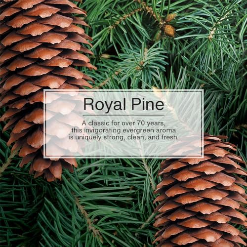 LITTLE TREES Car Air Freshener | Hanging Tree Provides Long Lasting Scent for Auto and Home | Royal Pine 24 Air Fresheners