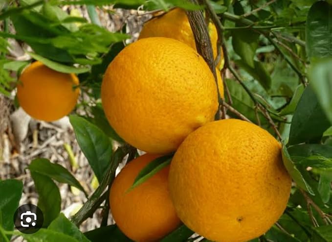 Aromatique Pura Scent Refills Aromatherapy Smart Home Air Diffuser Fragrance - Up to 120-Hours of Luxury Fragrance per Refill - Household Essential - Clean Diffuser - 1 Pack (Valencia Orange)