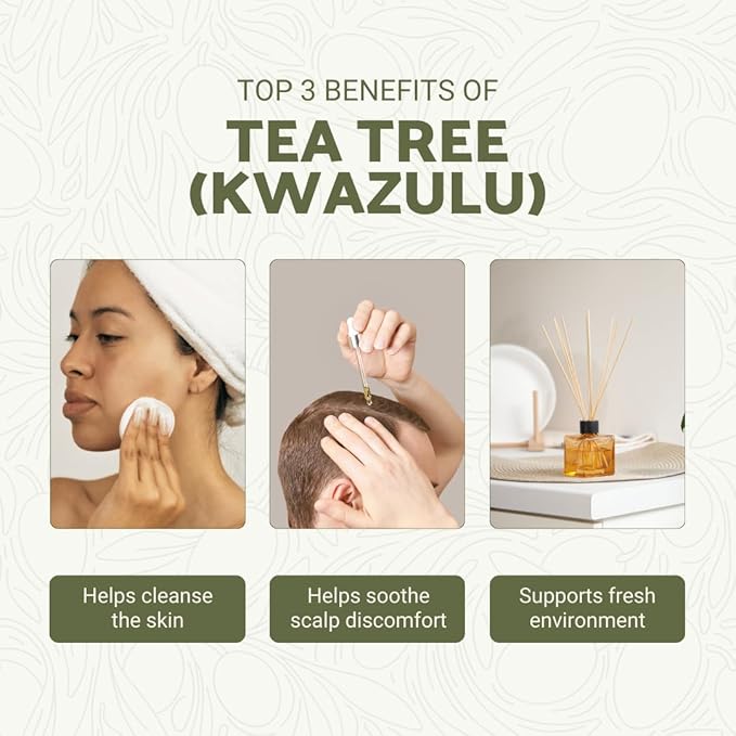 Tea Tree Essential Oil - Direct from Kwazulu Botanicals South Africa - Steam Distilled - Aceite Esencial de Árbol de Té for Aromatherapy Diffuser DIY Candle and Soap Making - 2lbs