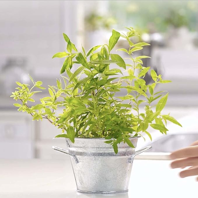 Mrs. Meyer's Tub and Tile Cleaner Lemon Verbena - (Case of 6 - 33 fl oz)