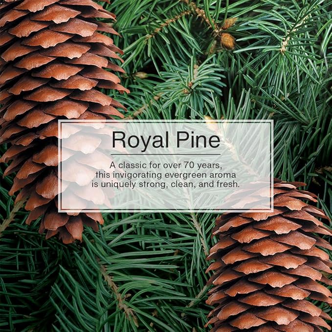 LITTLE TREES Air Fresheners Car Air Freshener. Hanging Tree Provides Long Lasting Scent for Auto or Home. Royal Pine 24 Air Fresheners (Pack of 6)