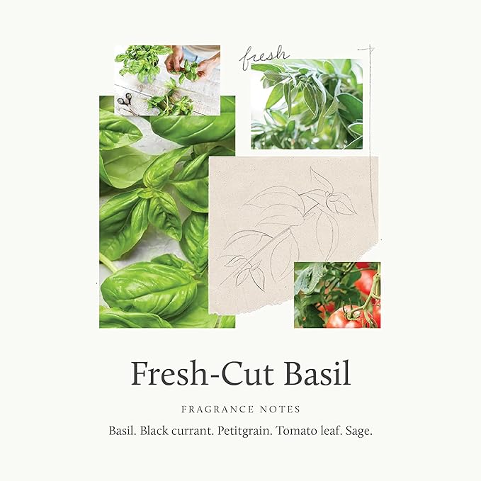 Thymes Home Fragrance Mist – Room Air Fresheners for Home Long Lasting – Air Freshener Spray – Premium Home Fragrance with Notes of Fresh Basil Tomato Leaf &amp Delicate Sage (Fresh-Cut Basil 3 oz)