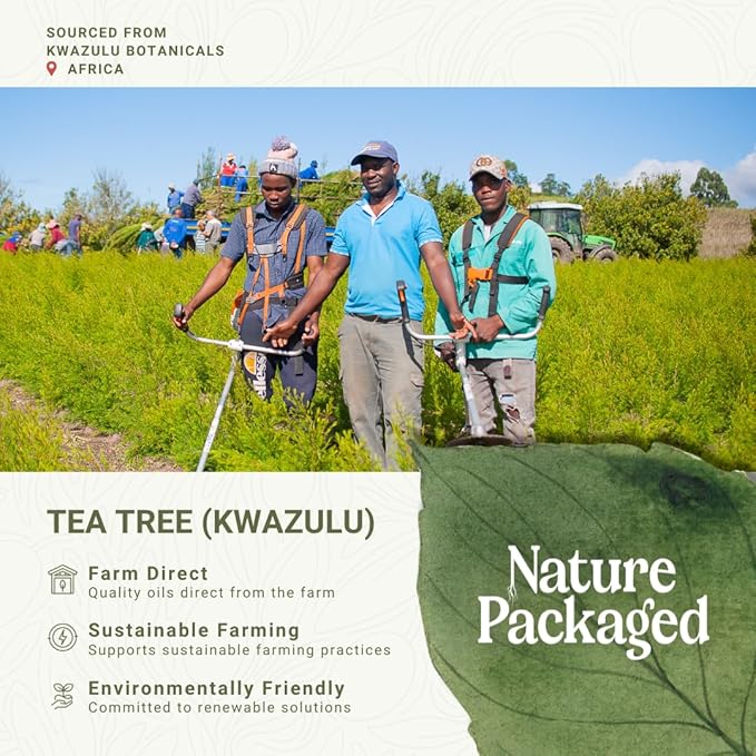 Tea Tree Essential Oil - Direct from Kwazulu Botanicals South Africa - Steam Distilled - Aceite Esencial de Árbol de Té for Aromatherapy Diffuser DIY Candle and Soap Making - 2lbs