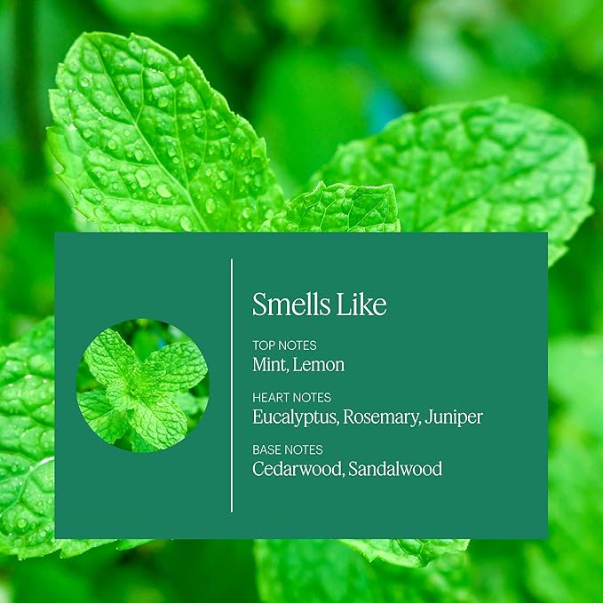 Aera Mini Home Hygiene Mint and Eucalyptus - Essential Oil for Home - Relaxing Fragrance - Notes of Orange Peel Spearmint and Eucalyptus - Scent Refill - Capsule Size Works with Mini Diffuser
