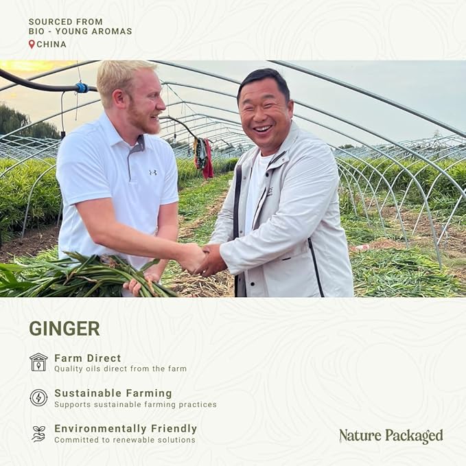 Ginger Essential Oil - Direct from Bio-Young Aromas - Pure Ginger Oil for Skin - Aceite de Jengibre - Aromatherapy 100% Therapeutic Premium Grade (2lbs)