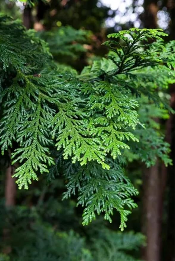 Hinoki Wood Water Deodorizer Spray - 100% Natural - 200 ml - Plant-Based Air Freshener - Odor Eliminator - Room Spray - Noto Hiba Cypress - Made in Japan