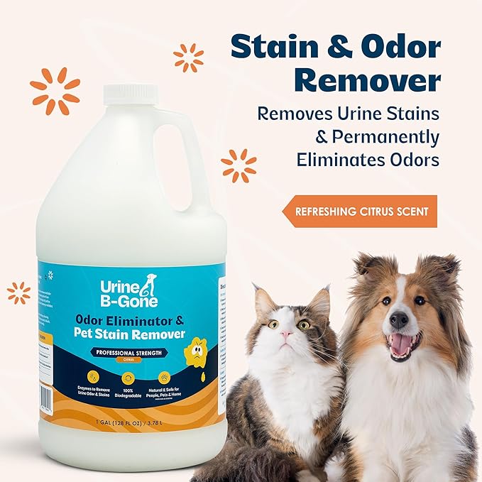 Urine B-Gone Professional Enzyme Odor Eliminator &amp Pet Stain Remover Human Cat &amp Dog Urine Cleaner Effective on Laundry Carpets &amp More Citrus Scent 1 Gallon