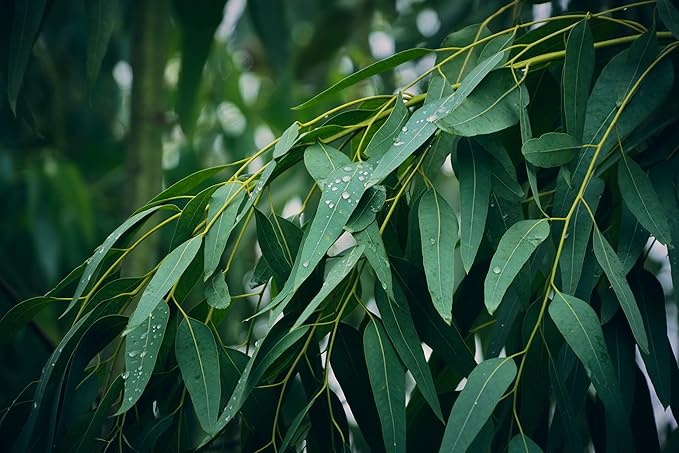 Eucalyptus Pure Oil (Globulus) - 1/2 Gallon (64 oz)