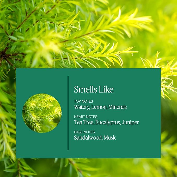 Aera Home Hygiene Tea Tree and Juniper - Essential Oil for Home - Calming Fragrance - Notes of Tea Tree Juniper and Sage Essential Oils - Scent Refill - Capsule Size Works with Mini Diffuser