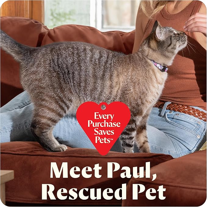 Bissell Little Green Mini Portable Carpet and Upholstery Deep Cleaner Car/Auto Detailer with HydroRinse Self-Cleaning Tool and 4 Tough Stain Tool Limited Edition Color Dusk Pink 4075L